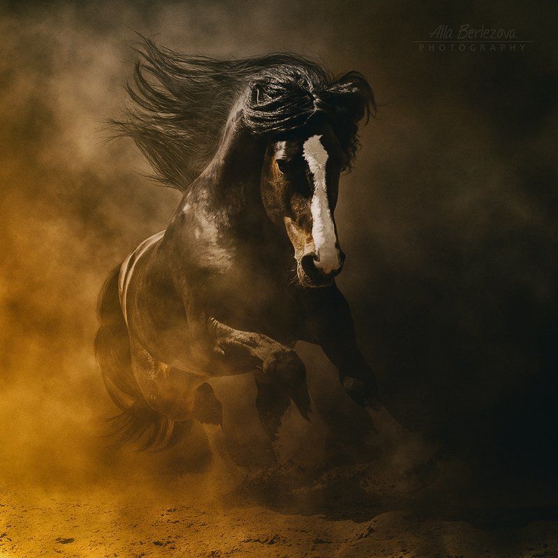 horse, лошадь, пыль Агат - Владимирский тяжеловоз фото превью