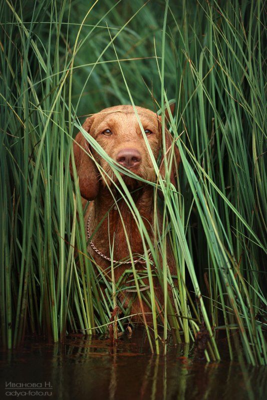 *** фото превью