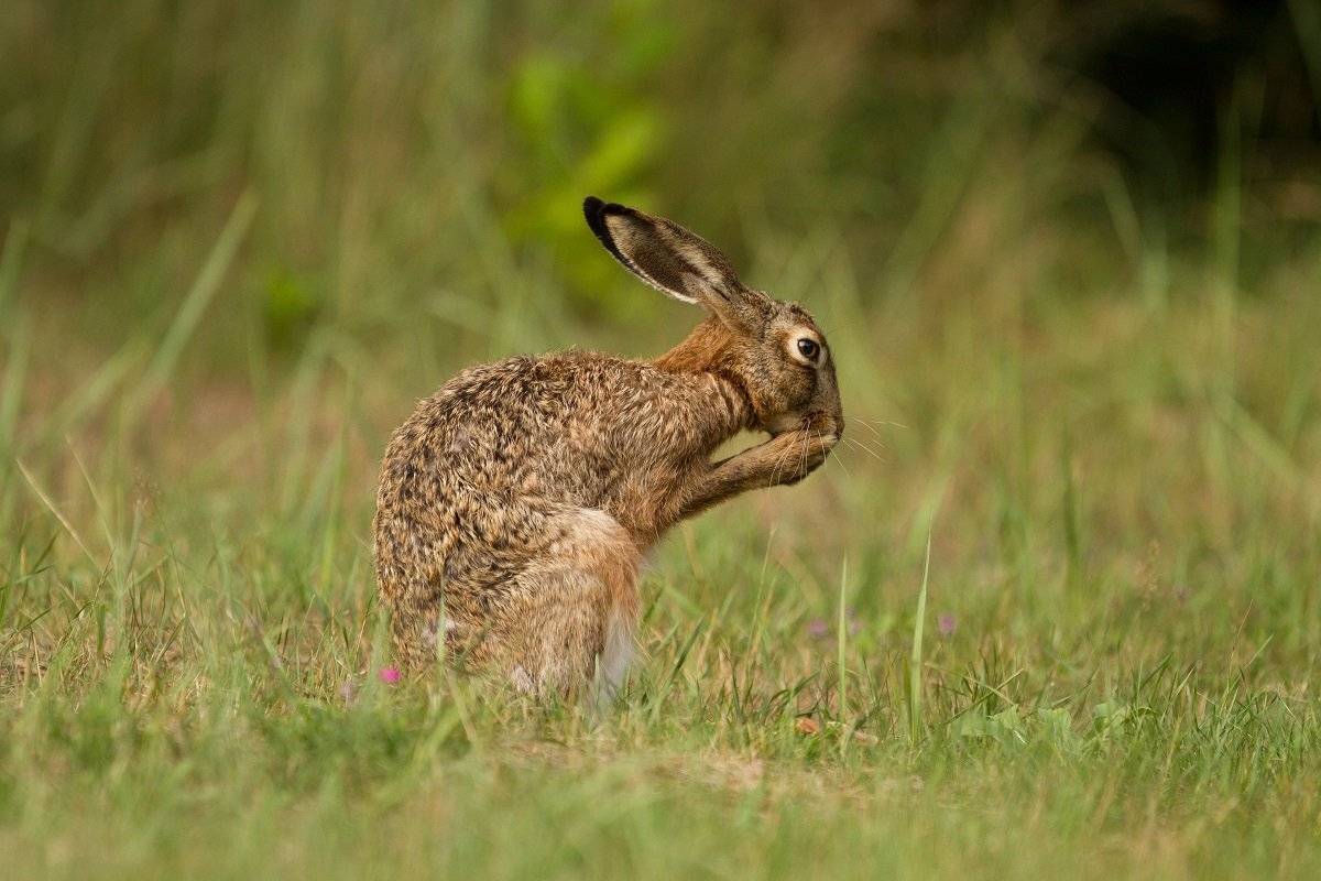, Janina J?drzejewska-Szombara