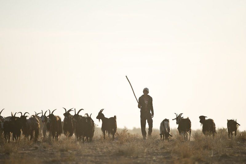 узбекистан, путешествие, пустыня, пастух, чабан, travel, uzbekistan, street, desert, ussr Истам фото превью