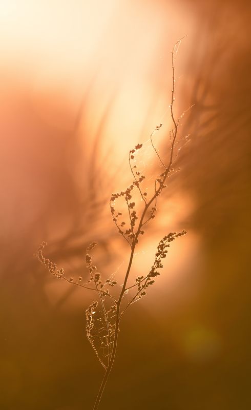 веточка,полынь,сухой,в лучах,свет,солнечно,закат,вечер,танец,танго,оранжевый Танго фото превью