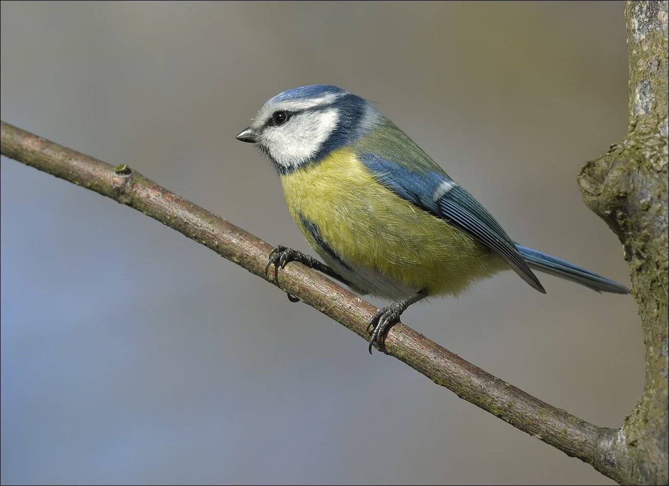 лазоревка, Андрей Медведев