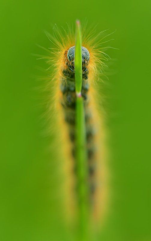 Гусеница фото превью