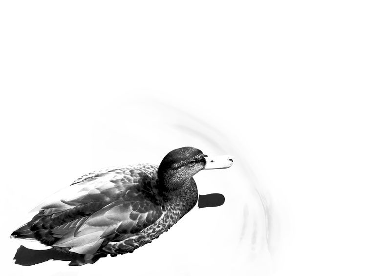 ***  фото превью