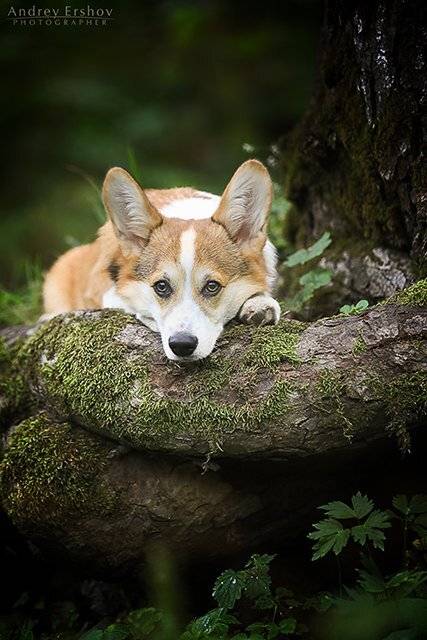 , Андрей Ершов