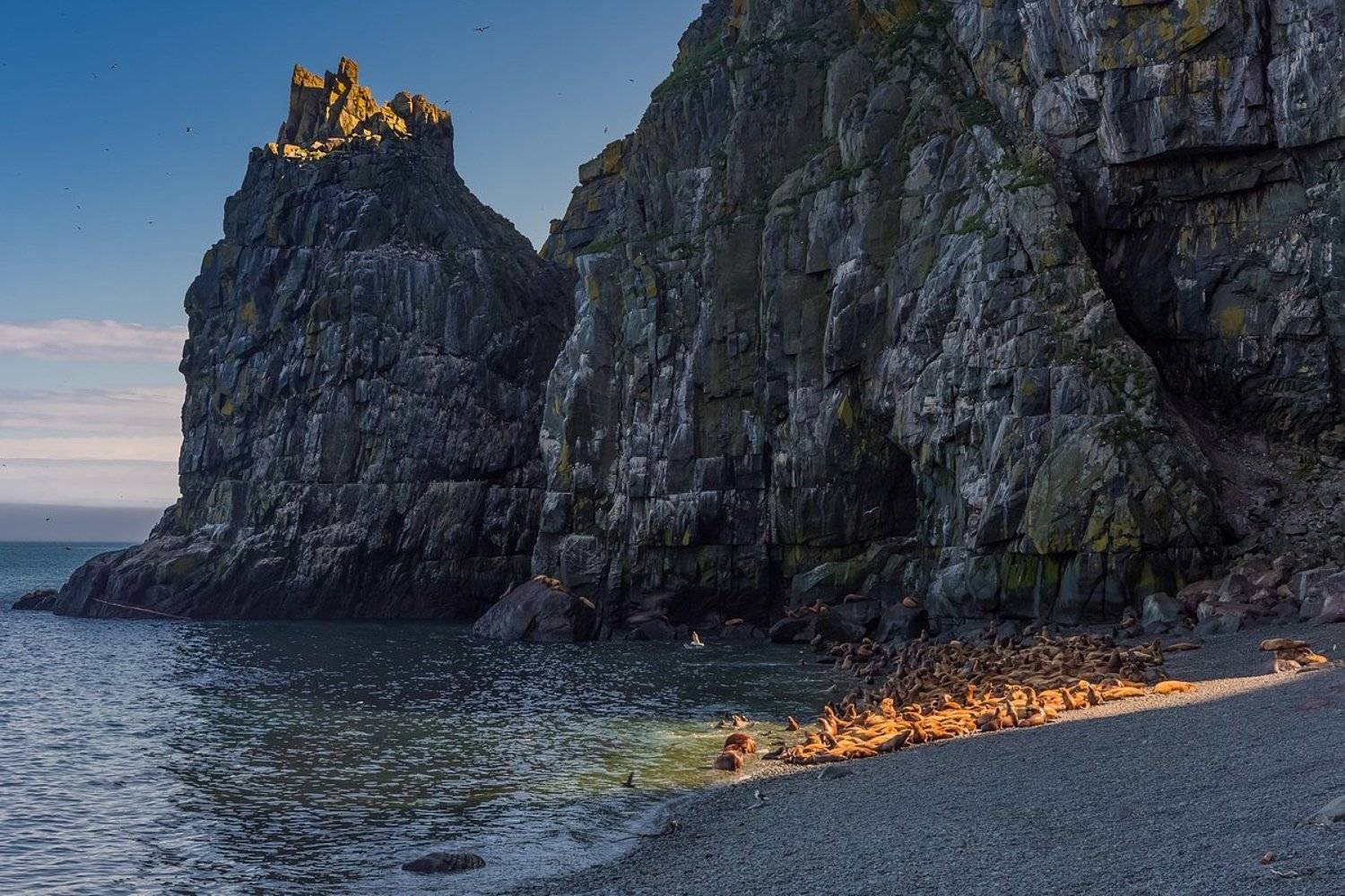 сивучи, лежбище, матыкиль, остров, архипелаг, ямские острова, охотское море, крайний север, магаданский заповедник, оопт, магаданская область, колыма, Кирилл Уютнов