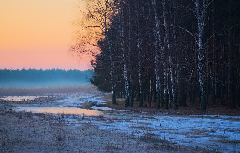 Рассвет в березовой роще. Март. фото превью