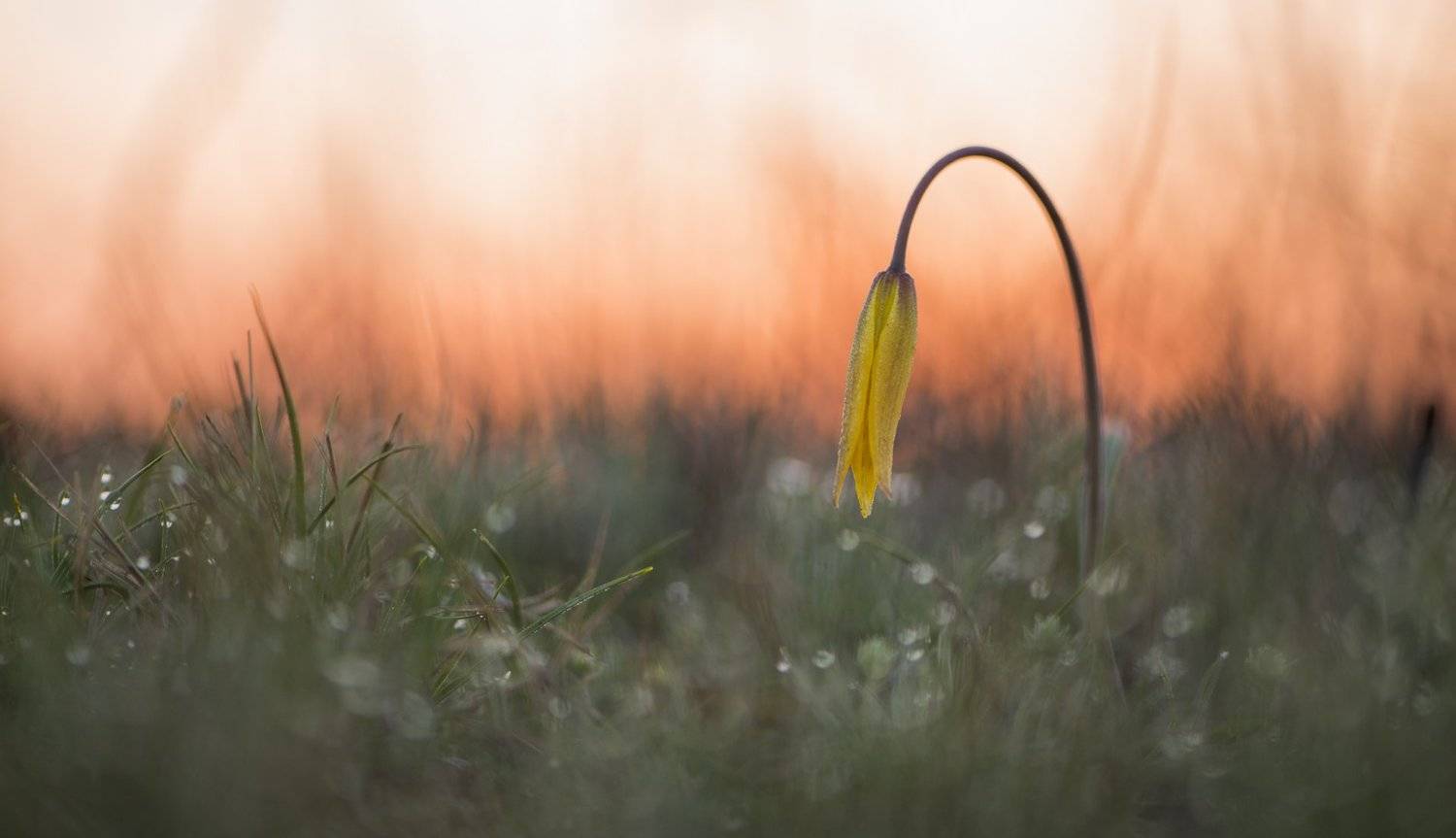 цветы,цветок,макро,растения,природа,тюльпаны,тюльпаны, Александр Иванов