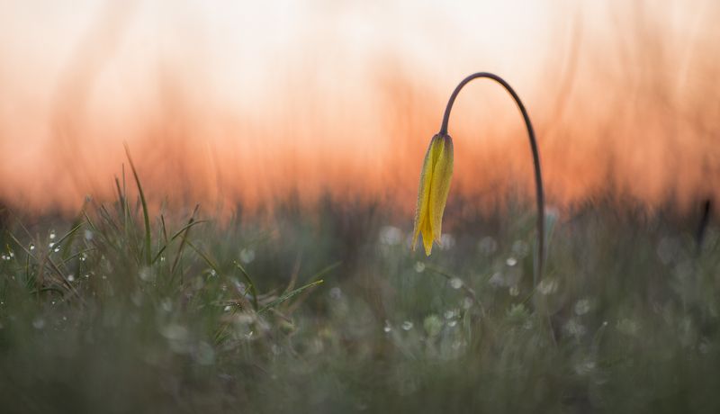 цветы,цветок,макро,растения,природа,тюльпаны,тюльпаны Утренние краски фото превью