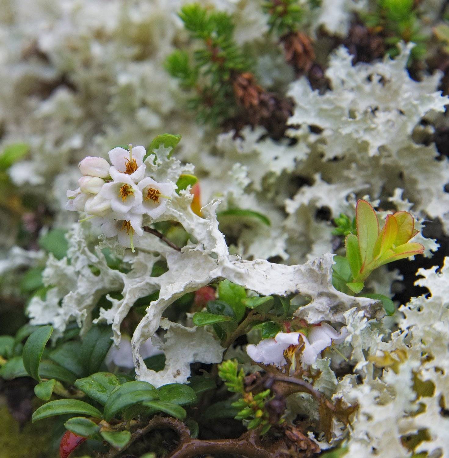 растения, Кольский полуостров, Хибины, фауна Севера, Анастасия Малых