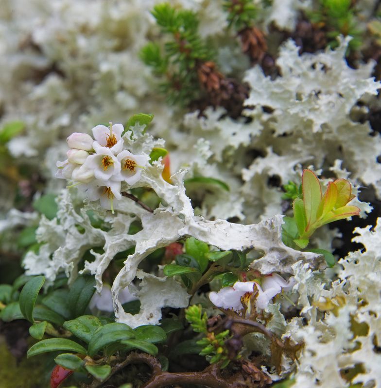 растения, Кольский полуостров, Хибины, фауна Севера брусника в цвету фото превью