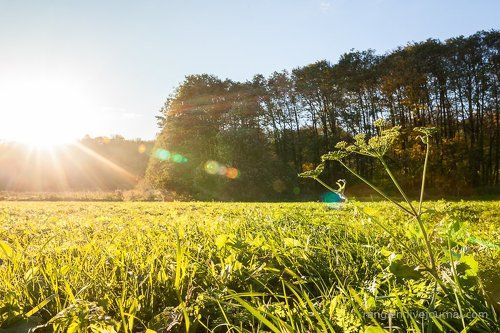 Вечер на лугу