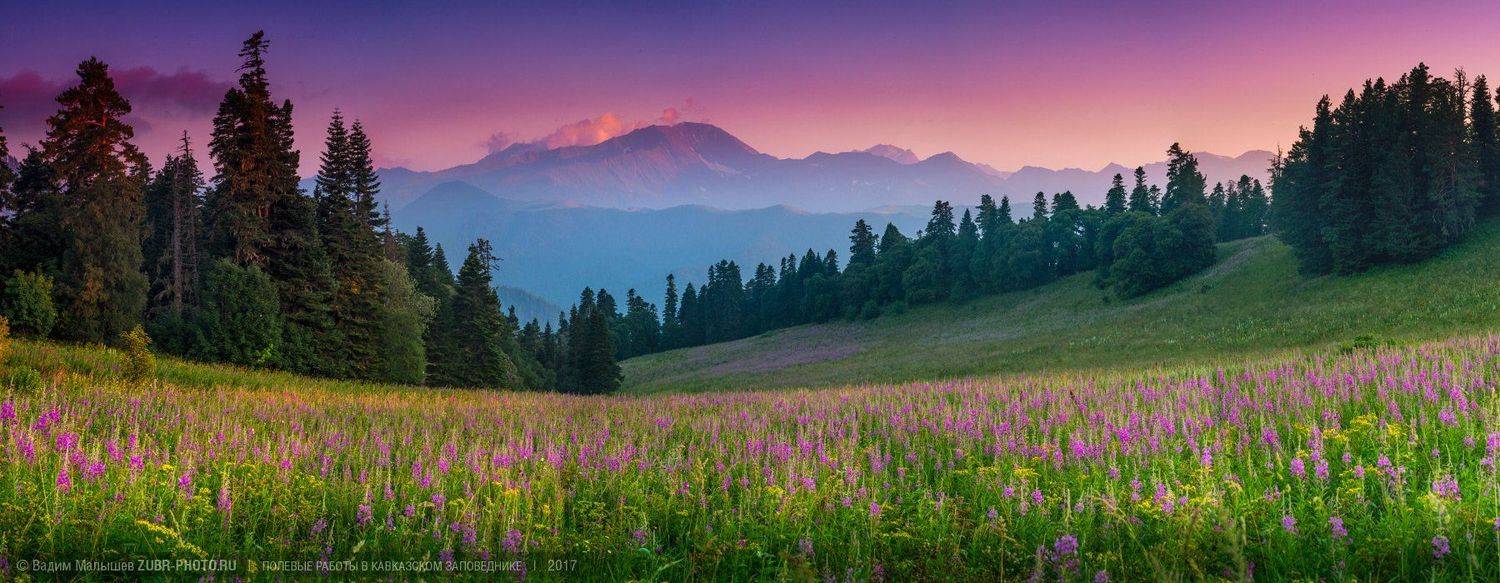 кипрей, иван-чай, кавказ, природа, пейзаж, панорама, лето, цветы, горы, поляна, заповедник, Вадим ZUBR Малышев