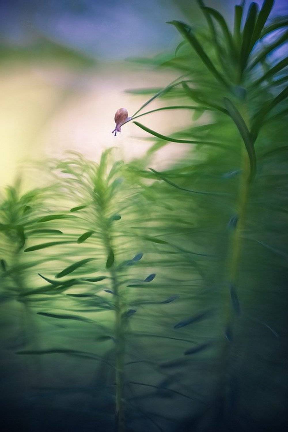 , Вячеслав Мищенко