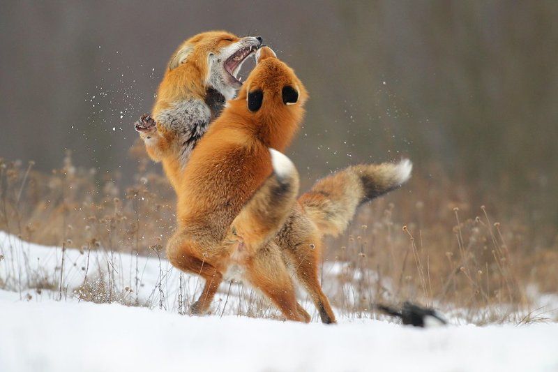 Fight фото превью