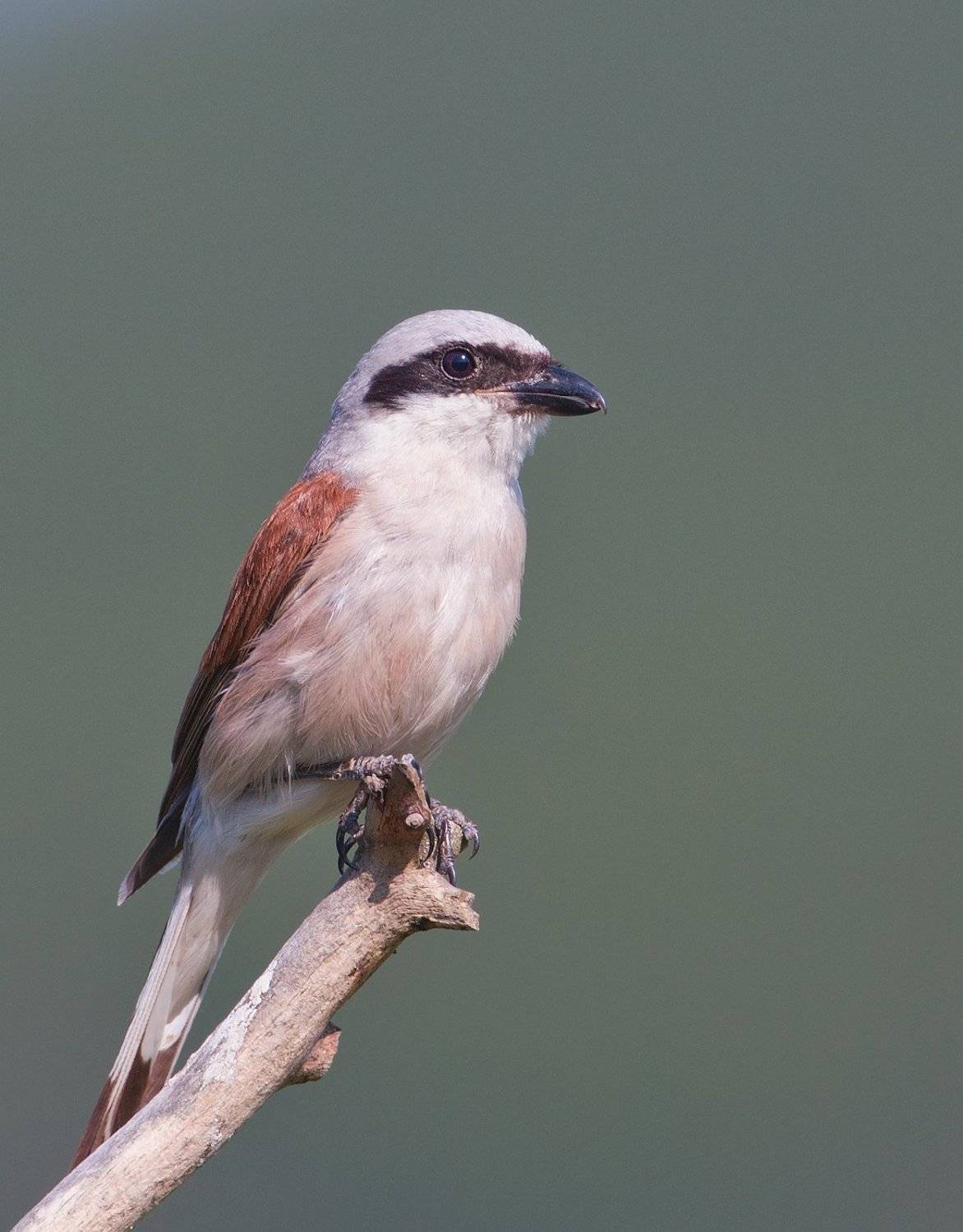 , Андрей Канышев