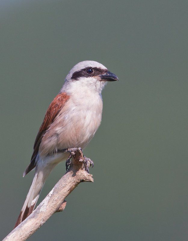 Сорокопут жулан фото превью