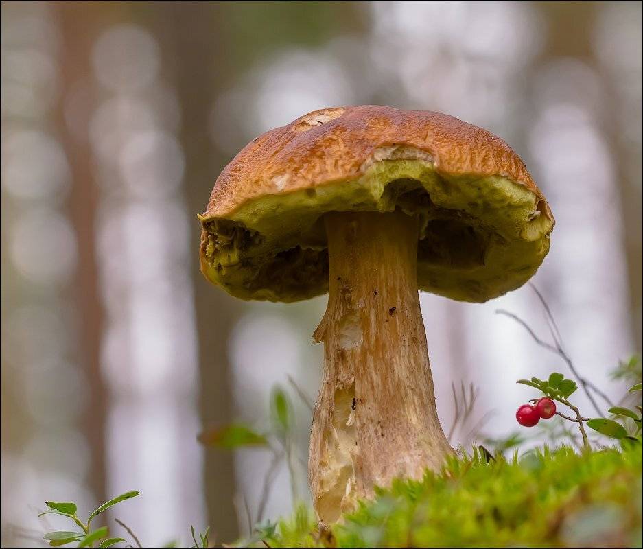 , Бурлов Андрей