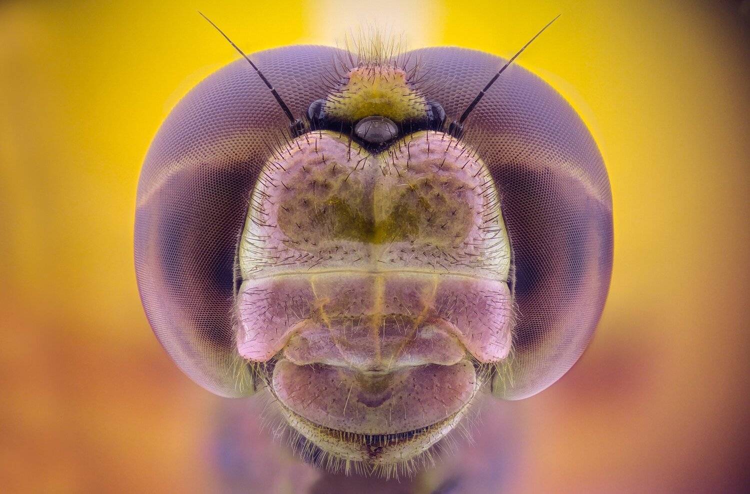 ceclii,macro,lgg4, extrememacro,  макро, Tsvetan Ganev