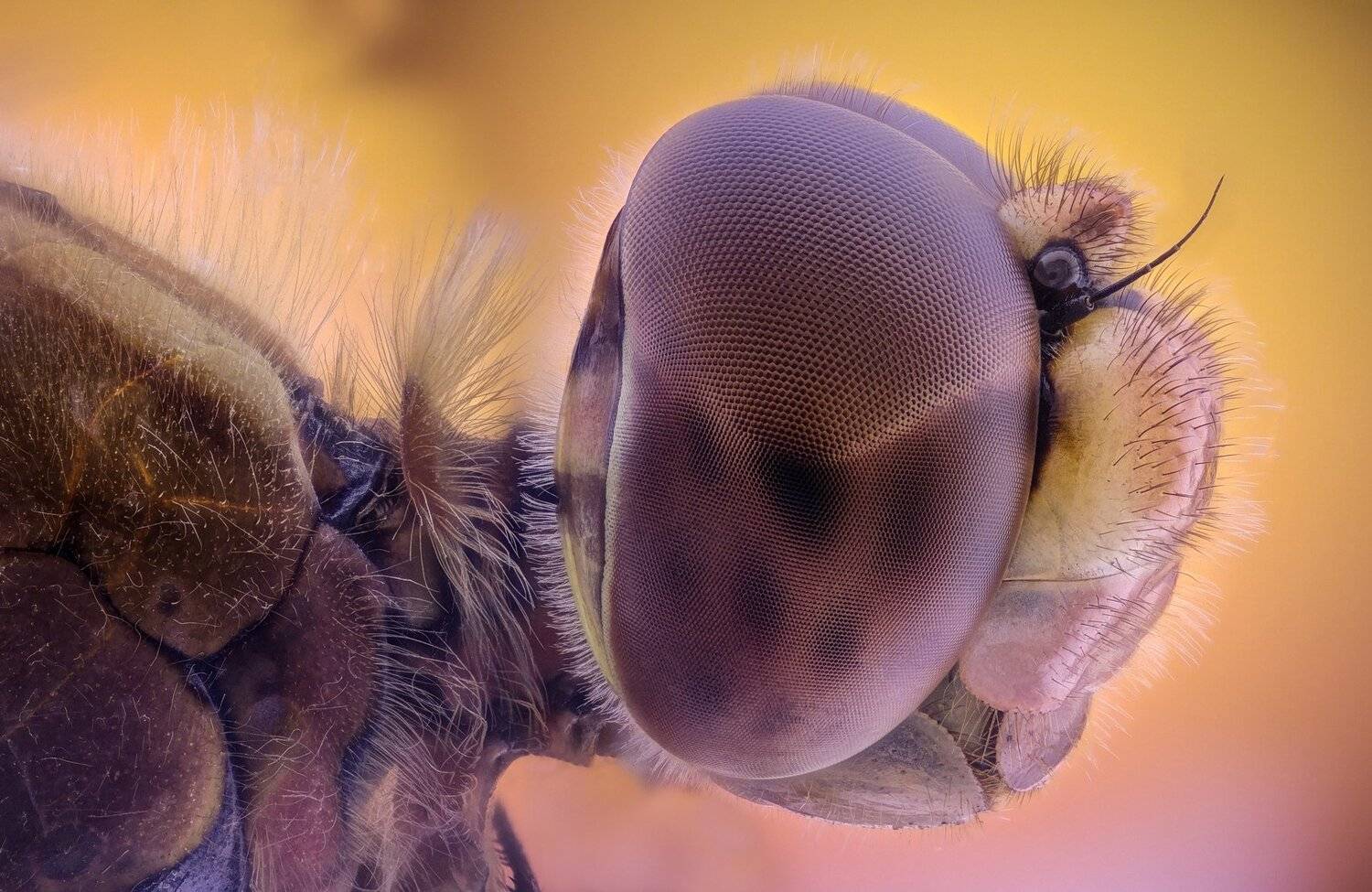 Автор: Tsvetan Ganev ceclii,macro,lgg4, extrememacro, макро, Tsvetan Ganev