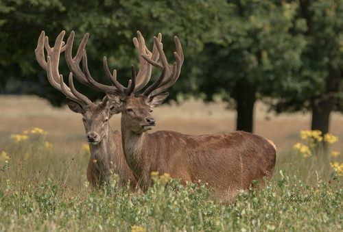 Red Deer Stag