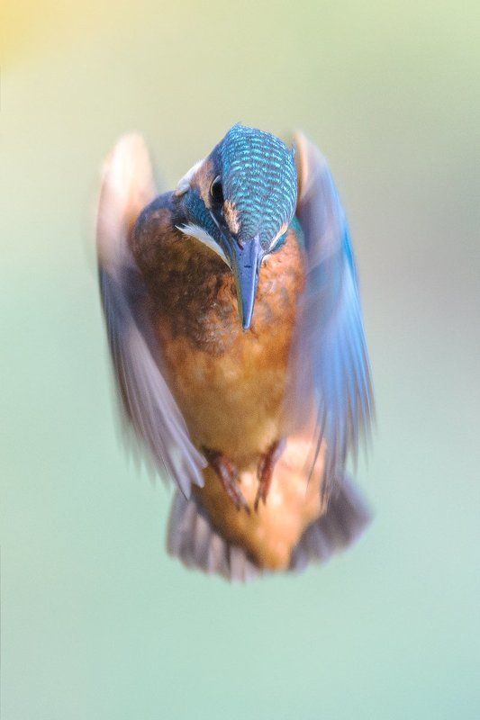 Blue Arrow фото превью