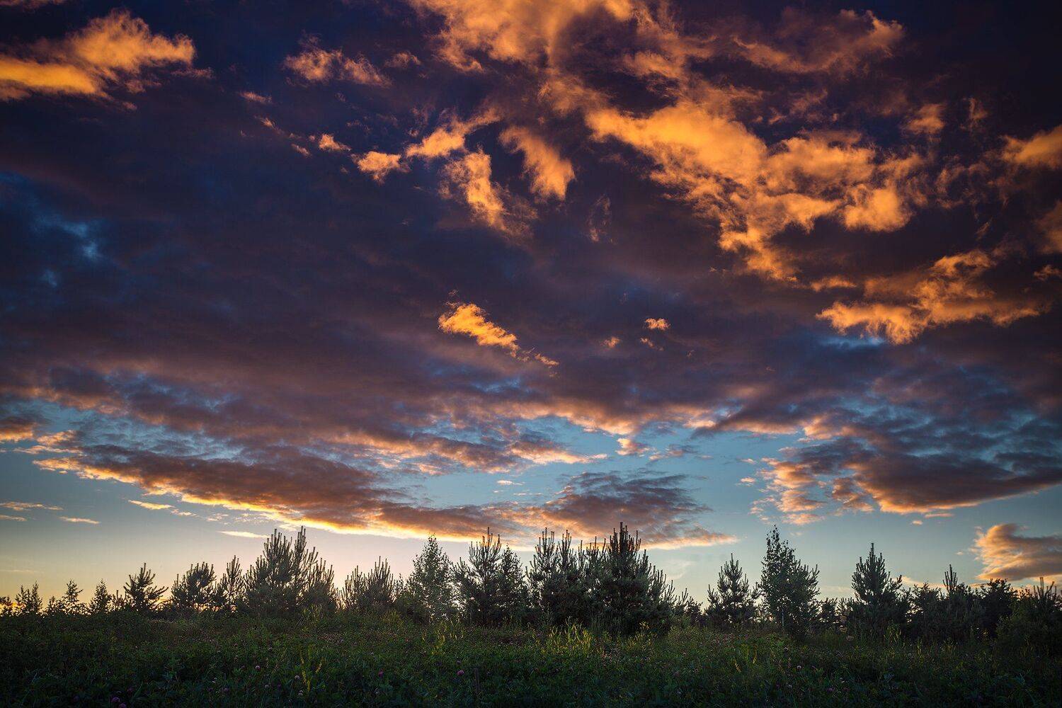 закат, лес, деревья, облака, небо, свечение, цвет, свет,, Андрей Огнев