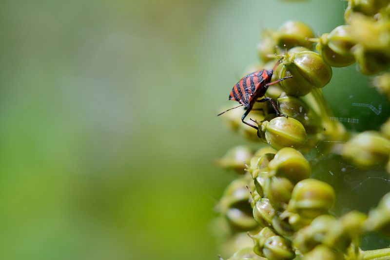 insect, red, small, green, litlle, bokeh, background, macro Watching you фото превью
