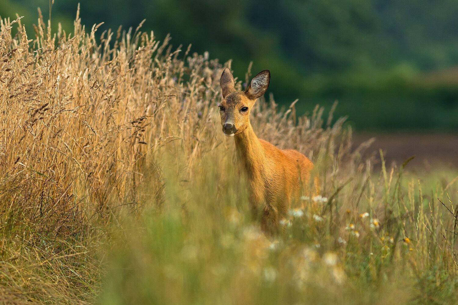 , Łukasz Sok&oacute;ł