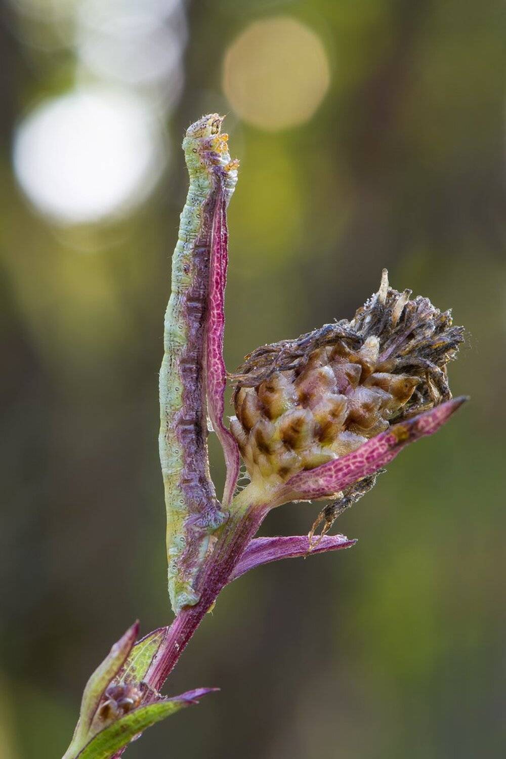 , Кузнецов Дмитрий