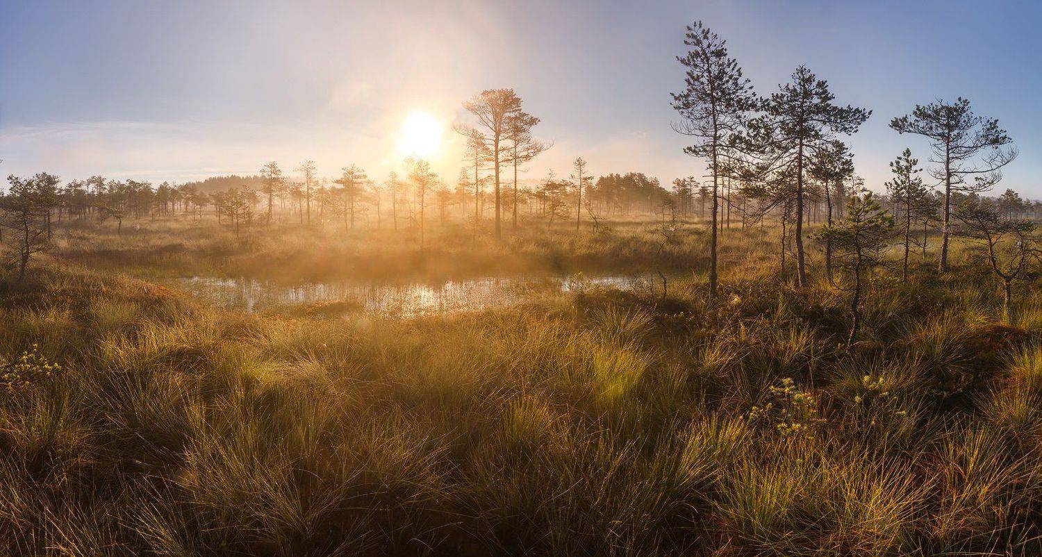 Ленинградская область, болото, Ленобласть, туман, восход, Арсений Кашкаров
