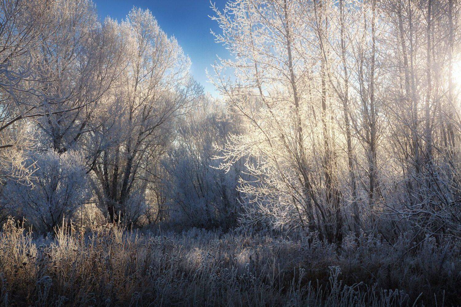 утро, мороз, иней, осень, роща, поляна., Смольский Евгений