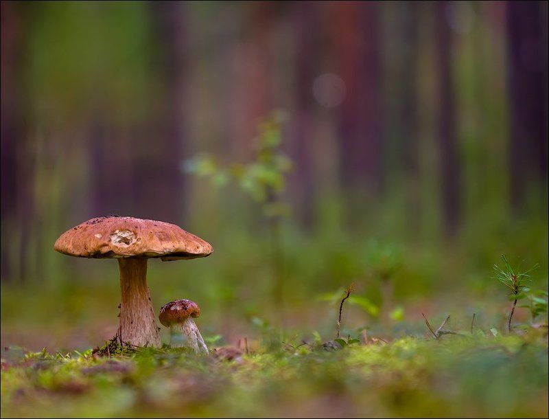 ... фото превью