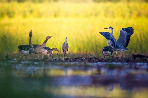 Birds Matter