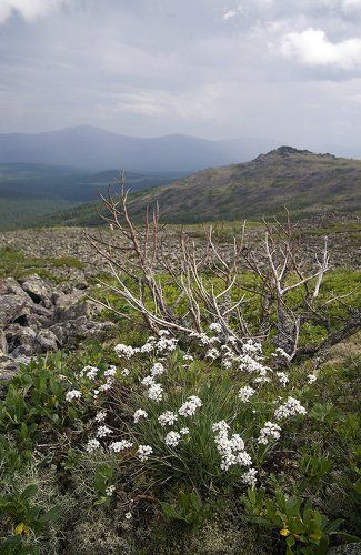 Тихая нежность