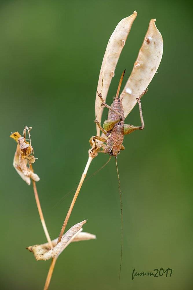 , Игорь ФУММ