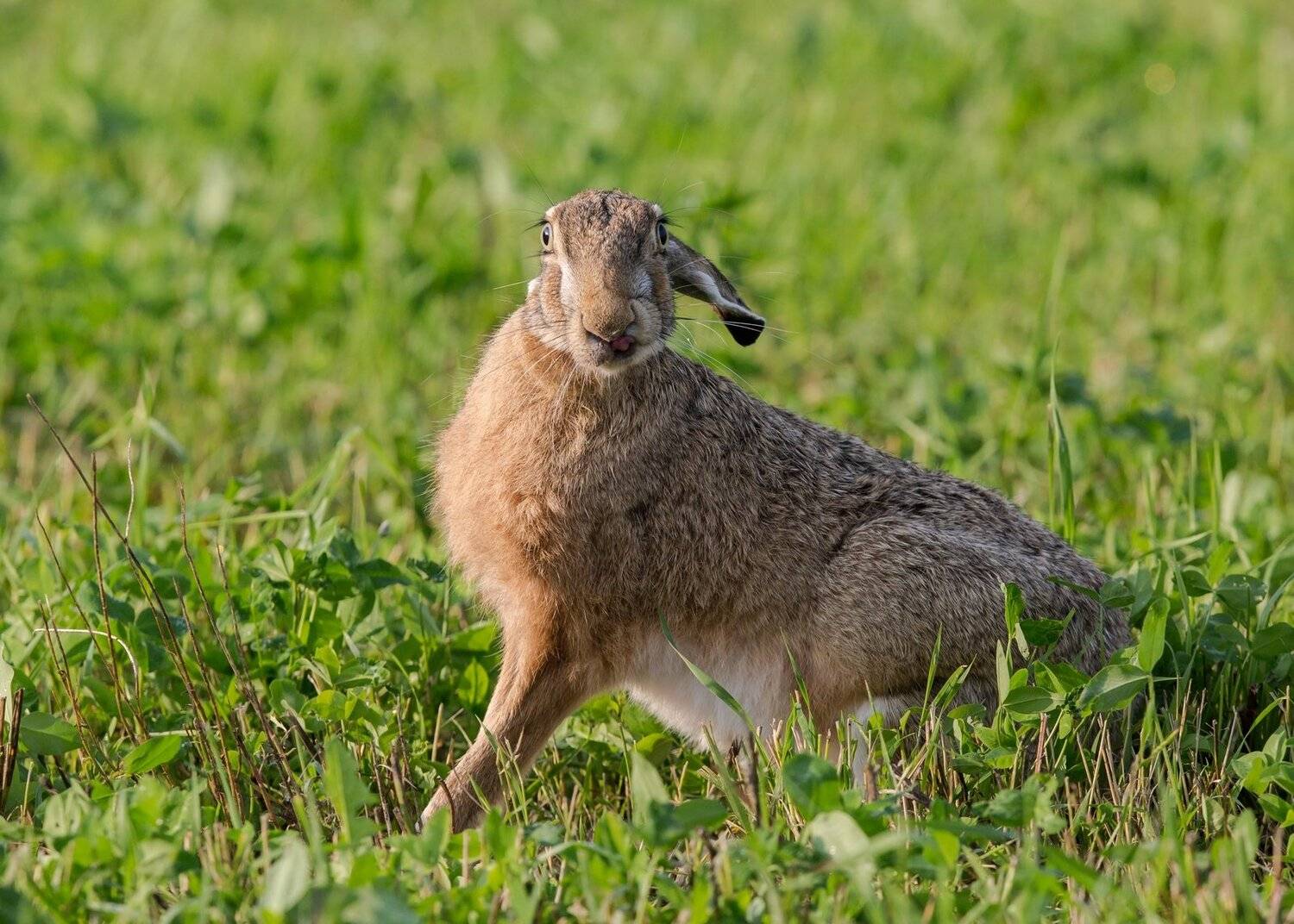 , Андрей Шимчук
