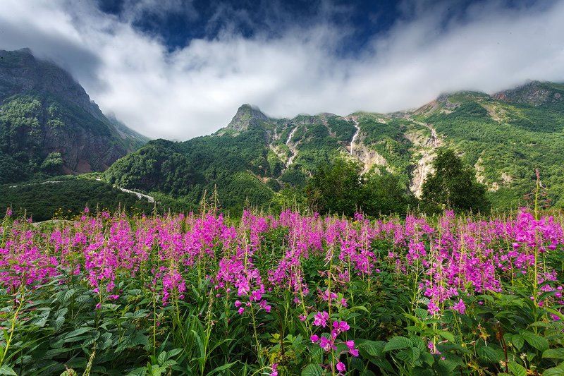 Цветение фото превью