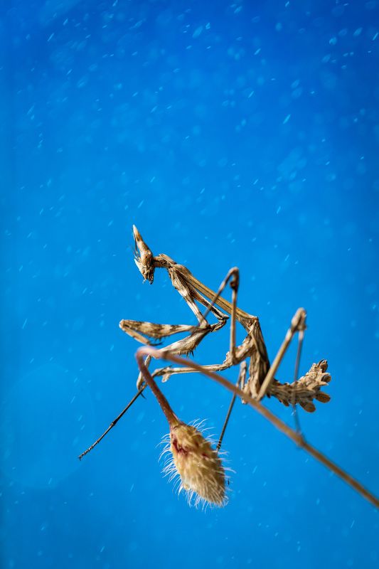 mantis, sky, rain Mantis фото превью