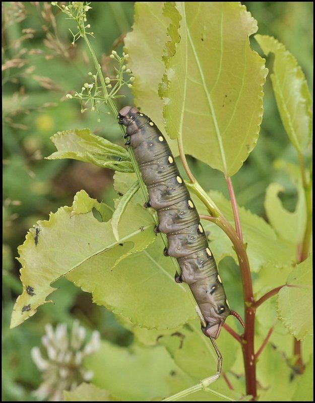 Лето ГармоНИКА... фото превью