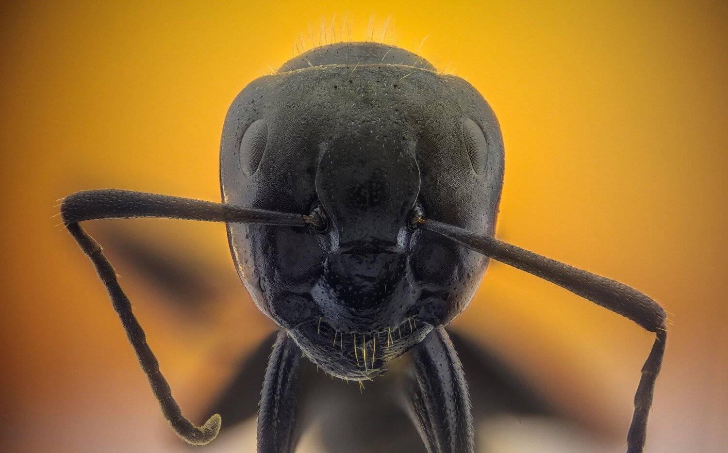 Муравей. Автор: Tsvetan Ganev ceclii,macro,lgg4, extrememacro, макро, Tsvetan Ganev