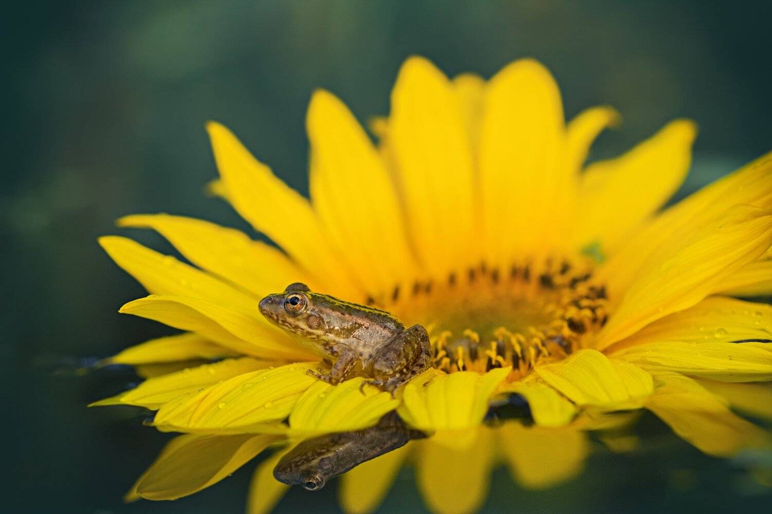 листья, ветки, осень, свет, блик, деревья,лягушка,глаз,цветок, Юрий Котов