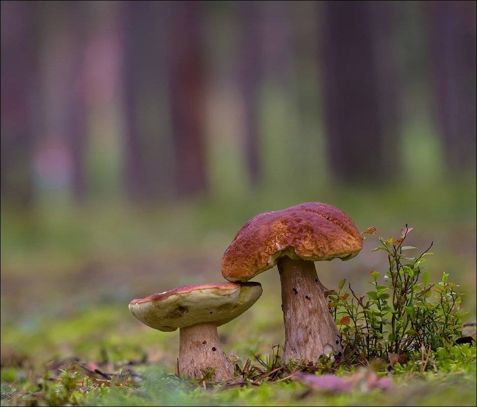 , Бурлов Андрей