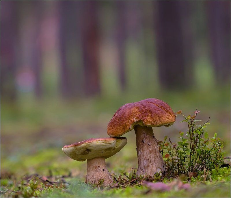 ... фото превью
