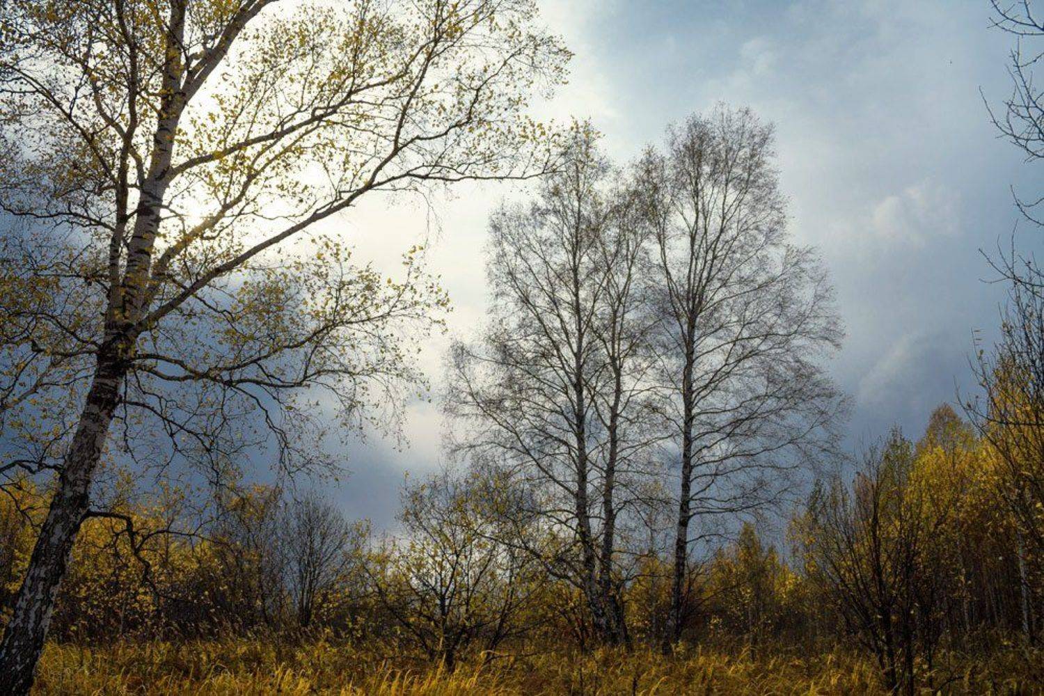 осень, Курочкина Диана