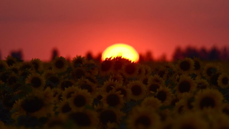 листопад Осень. Журавли готовятся к отлету. фото превью
