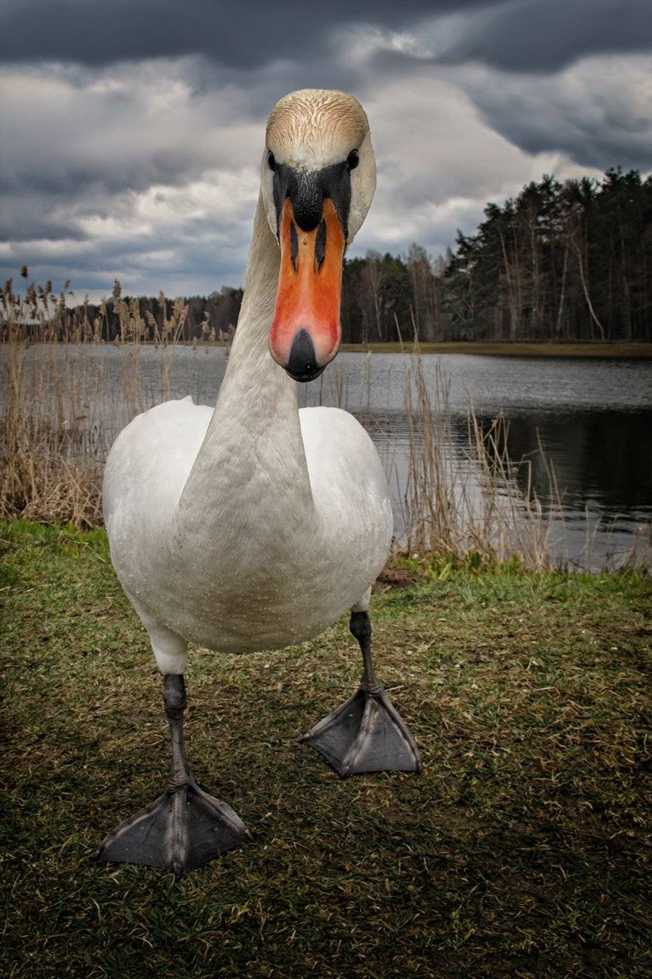 лебедь, агрессия, непогода, озеро, тучи, ALLA SOKOLOVA