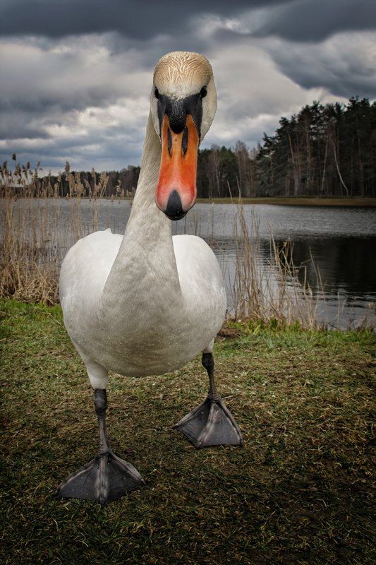 Ты чьих будешь? фото превью
