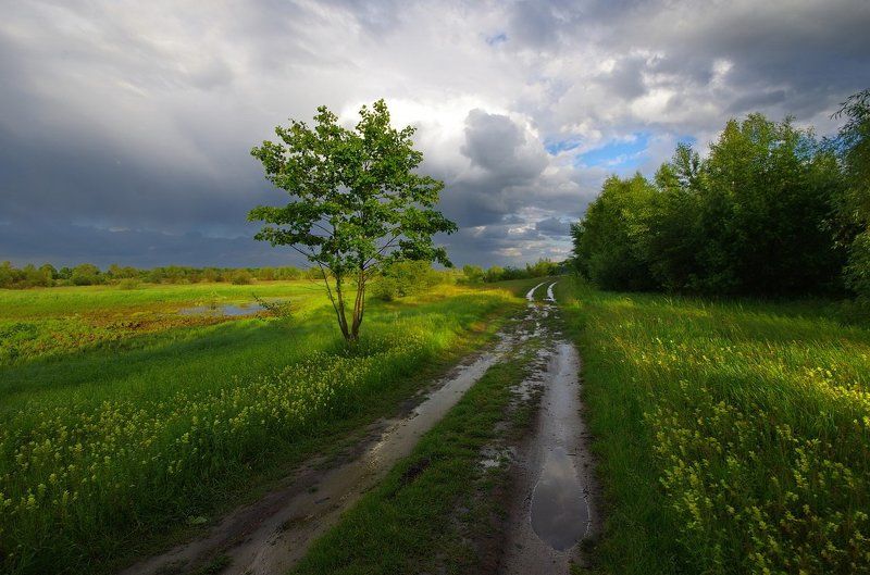 Мокрый луг фото превью