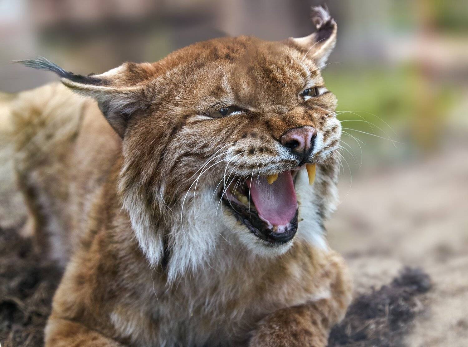 , Олег Богданов